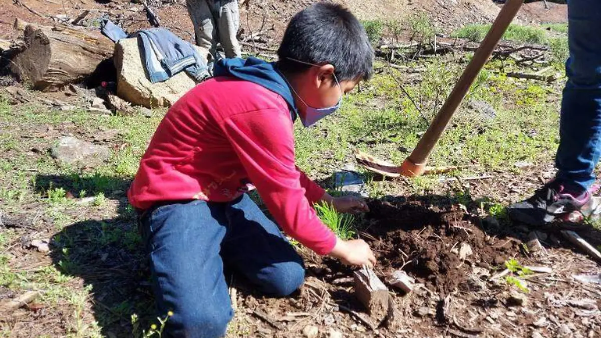 reforestacion1 archivo el sol